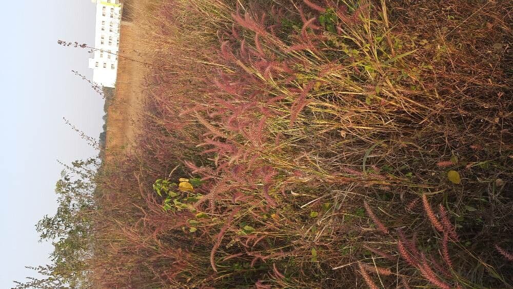 Erba fontana pelosa 7