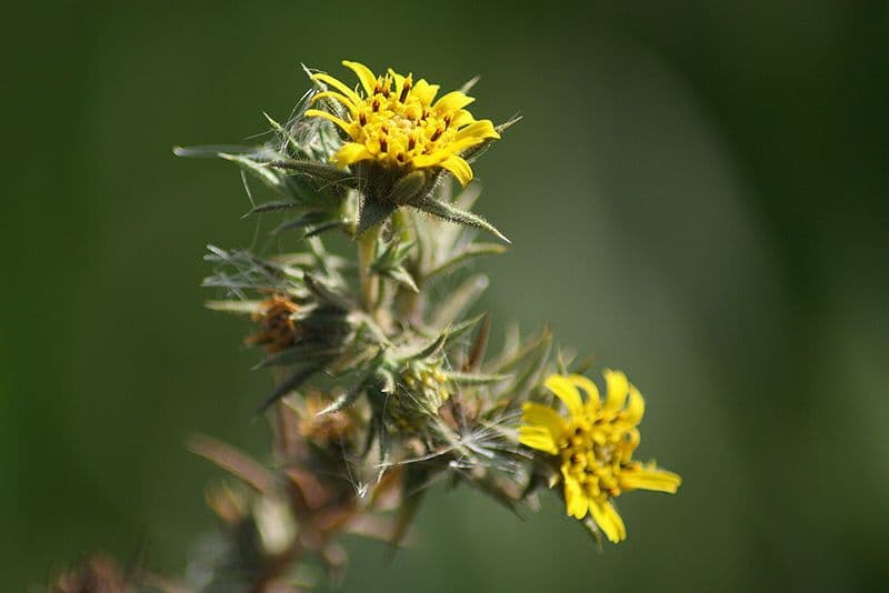 Centromadia parryi 5