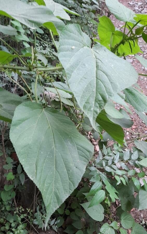 Acalifa plicata 5