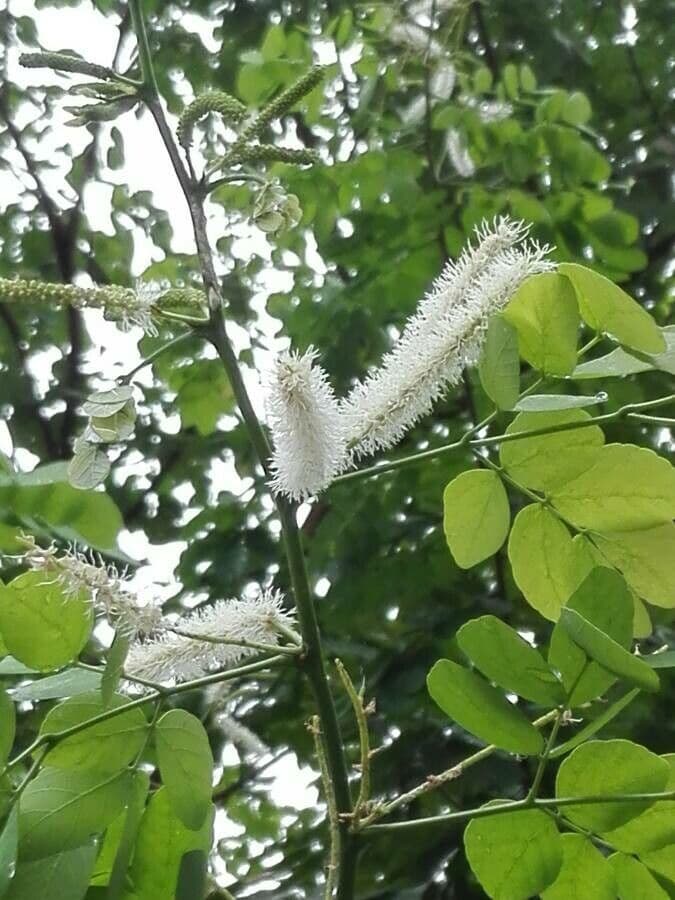 Caesalpinienblättrige Mimose 4