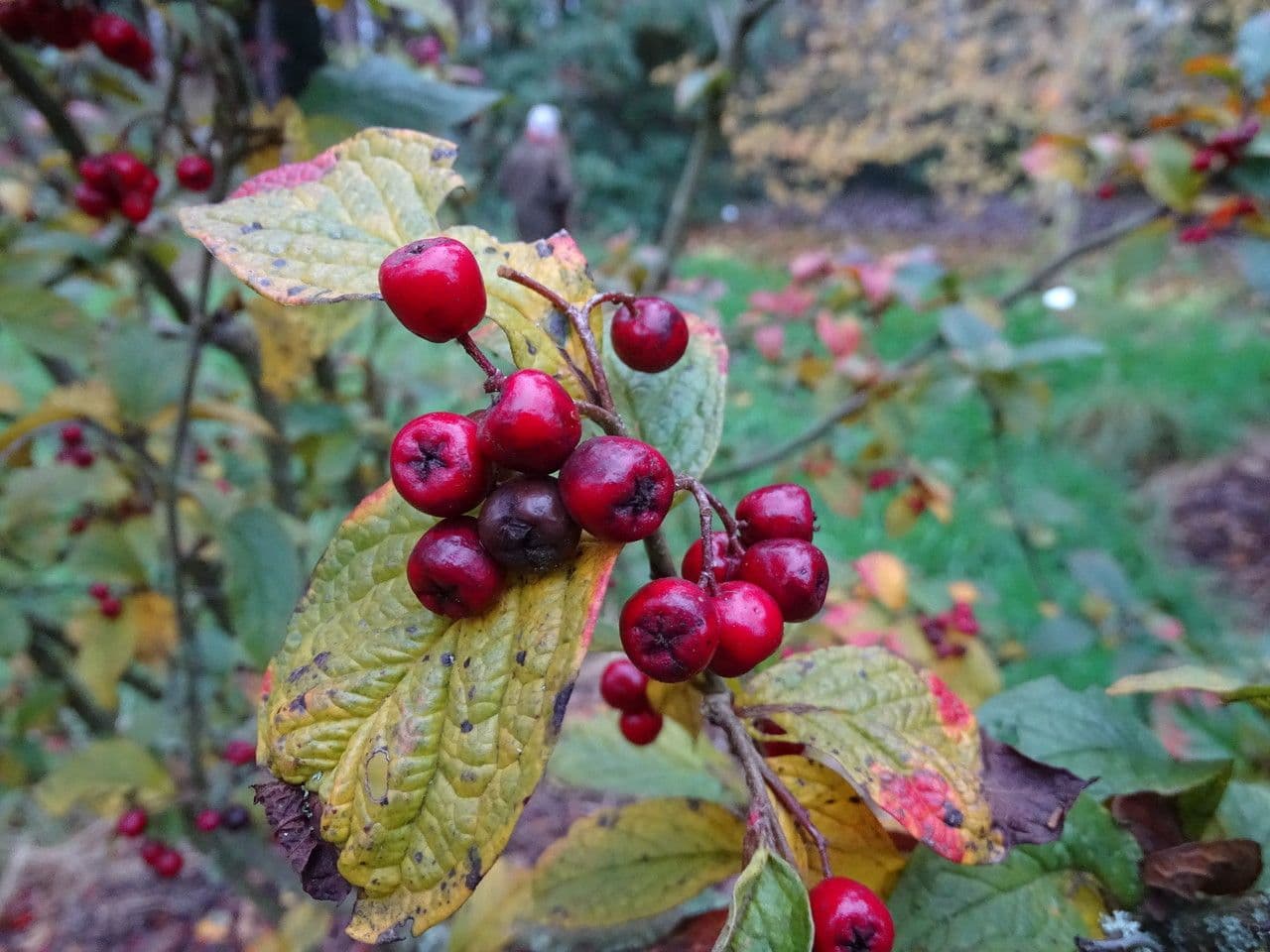 Cotoneaster di Rehder 2