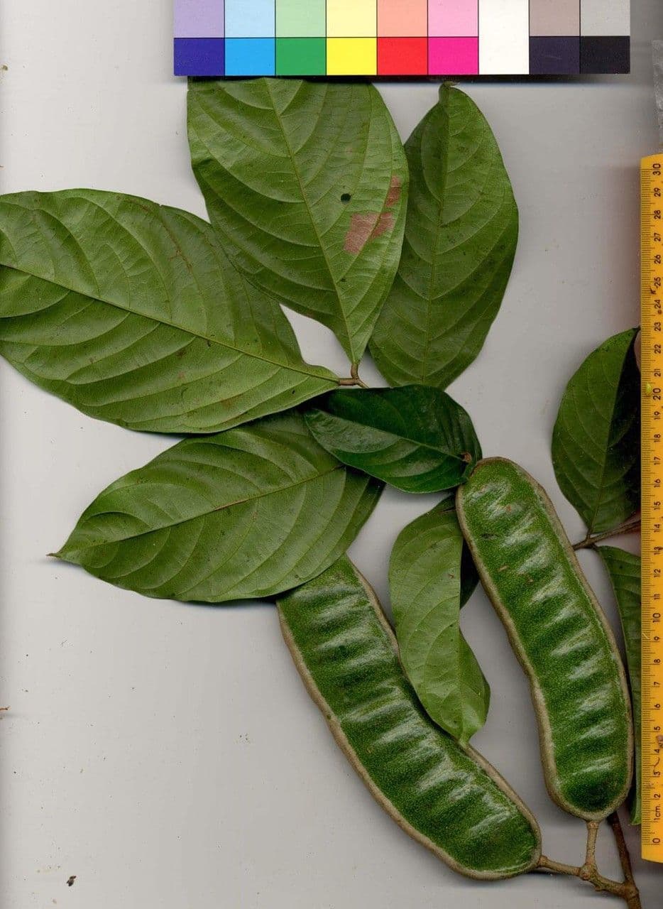 Inga 14