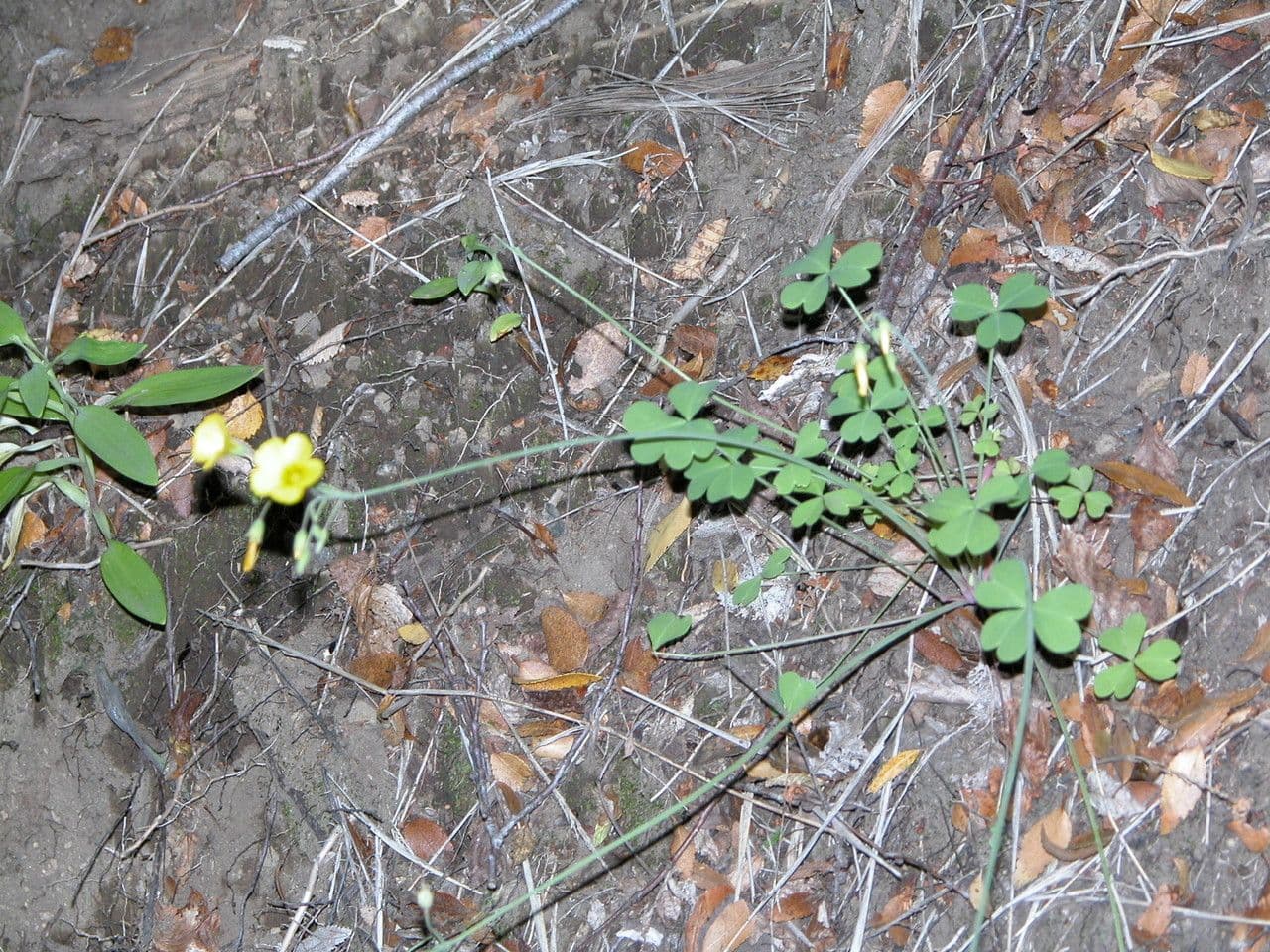 Acetosa 6