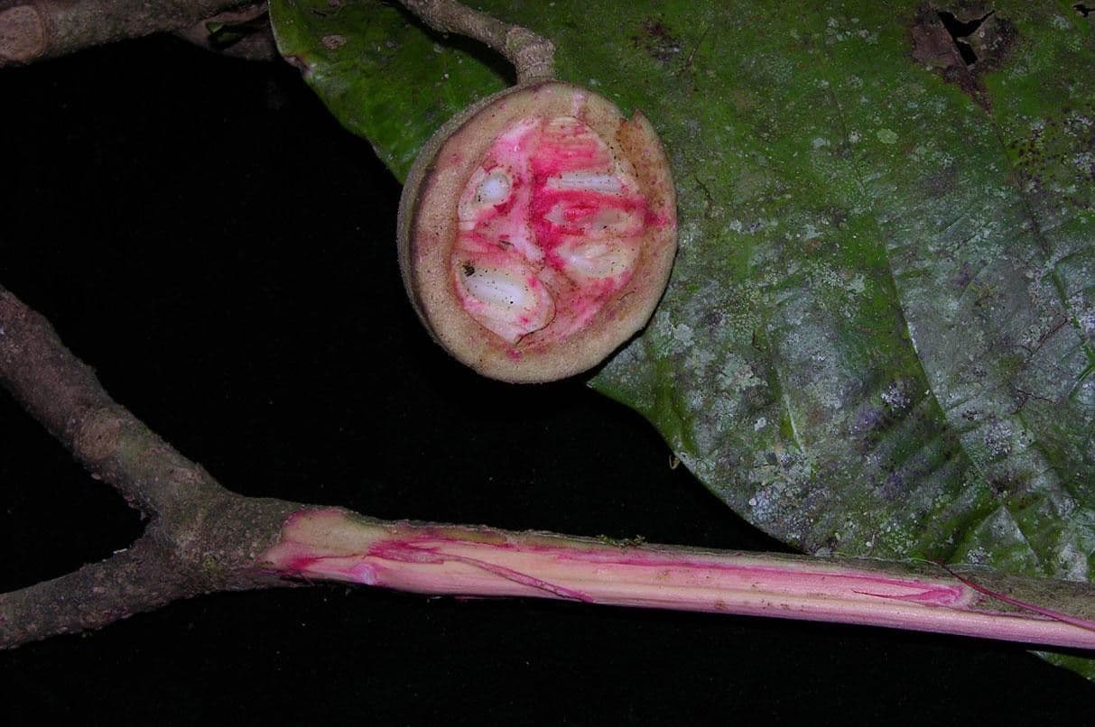 Simira 3