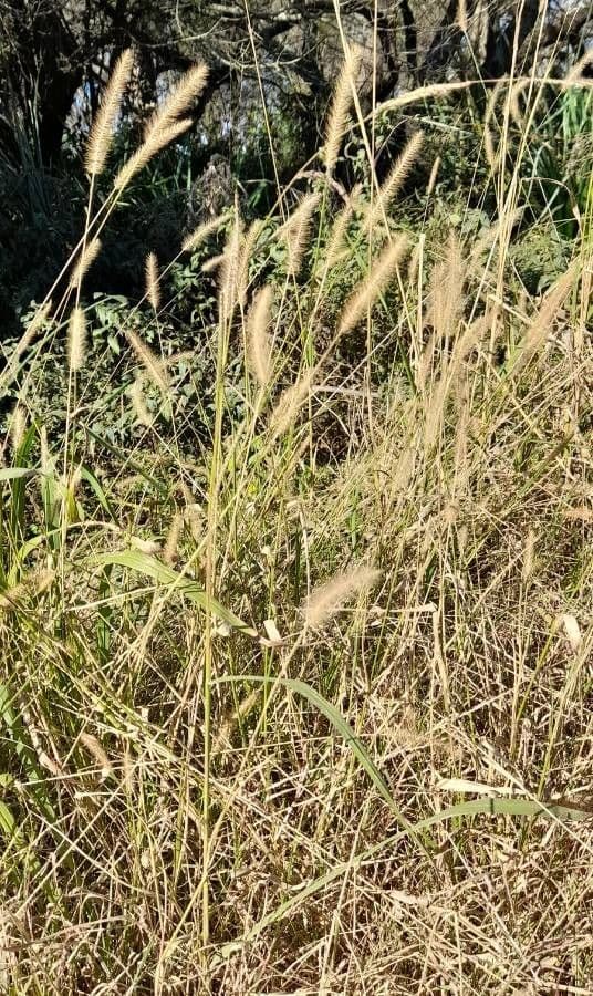 Setaria minore 15