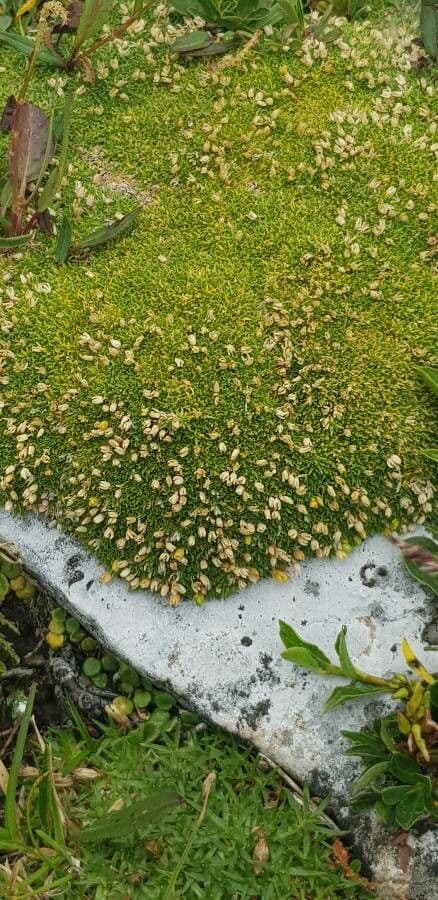 Azorella 4