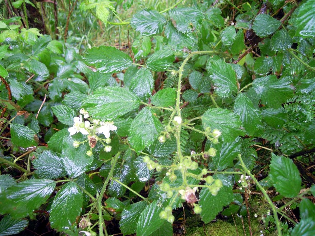 Zahnblättrige Brombeere 2