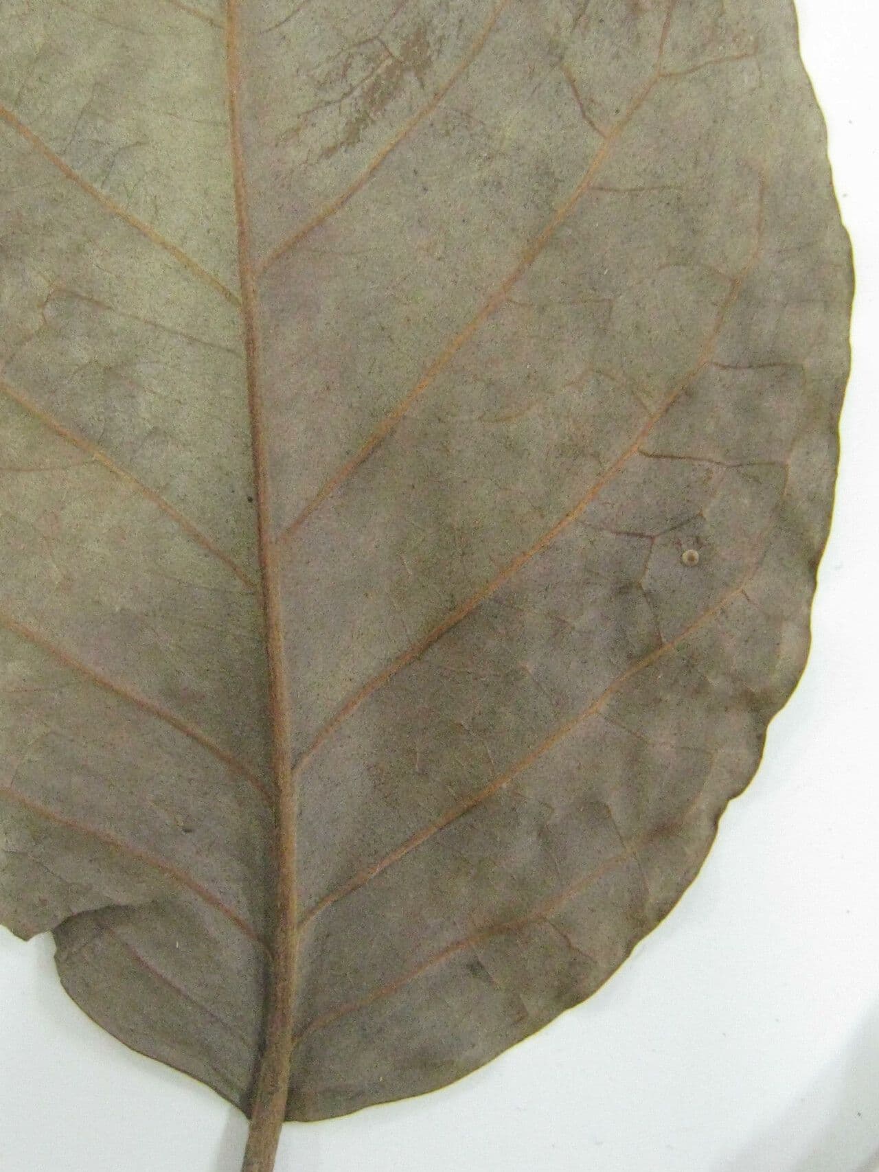 Eugenia 5