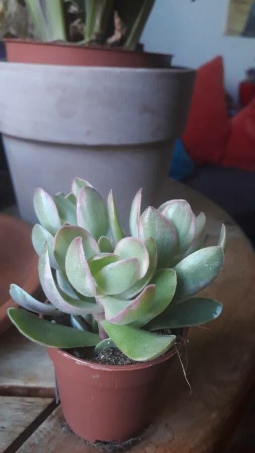 Crassula