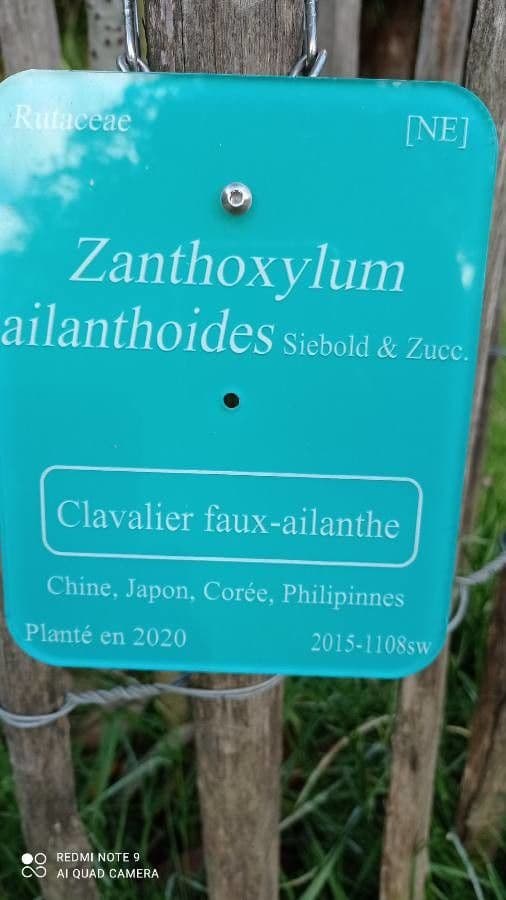 Zanthoxylum ailanthoides 5