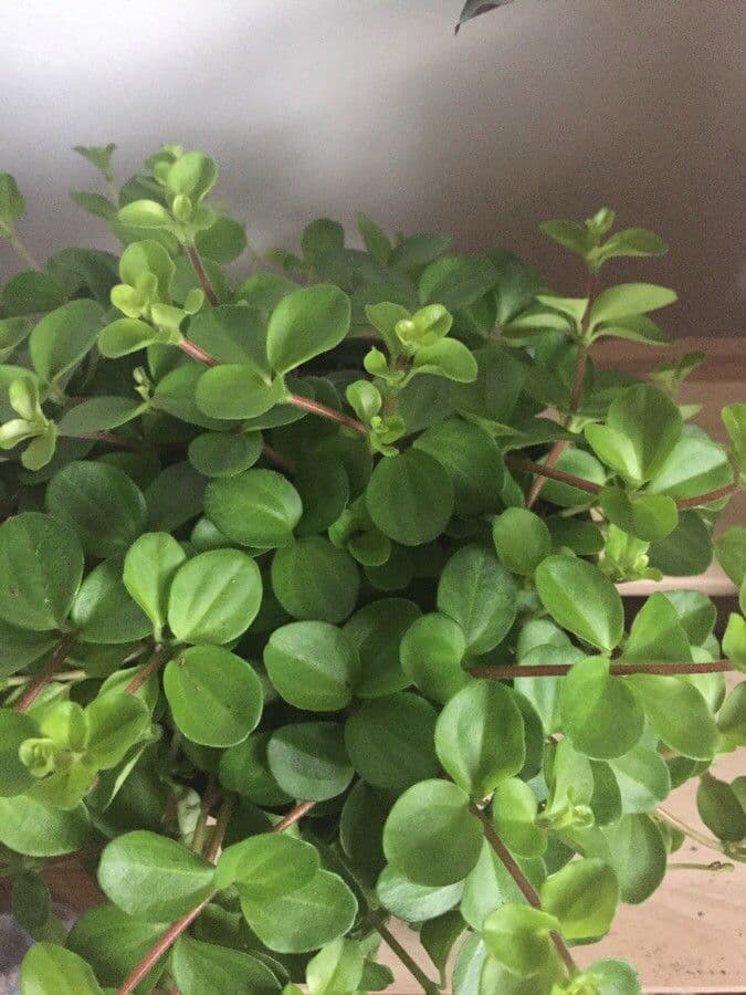 Peperomia 17