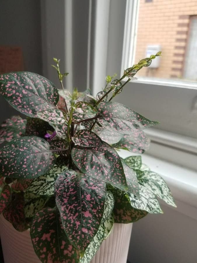 Hypoestes 7