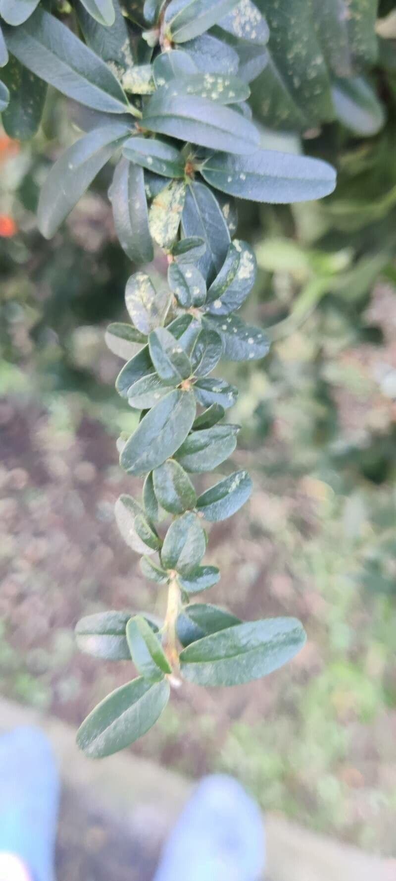 Pyracantha de Koidzumi 19