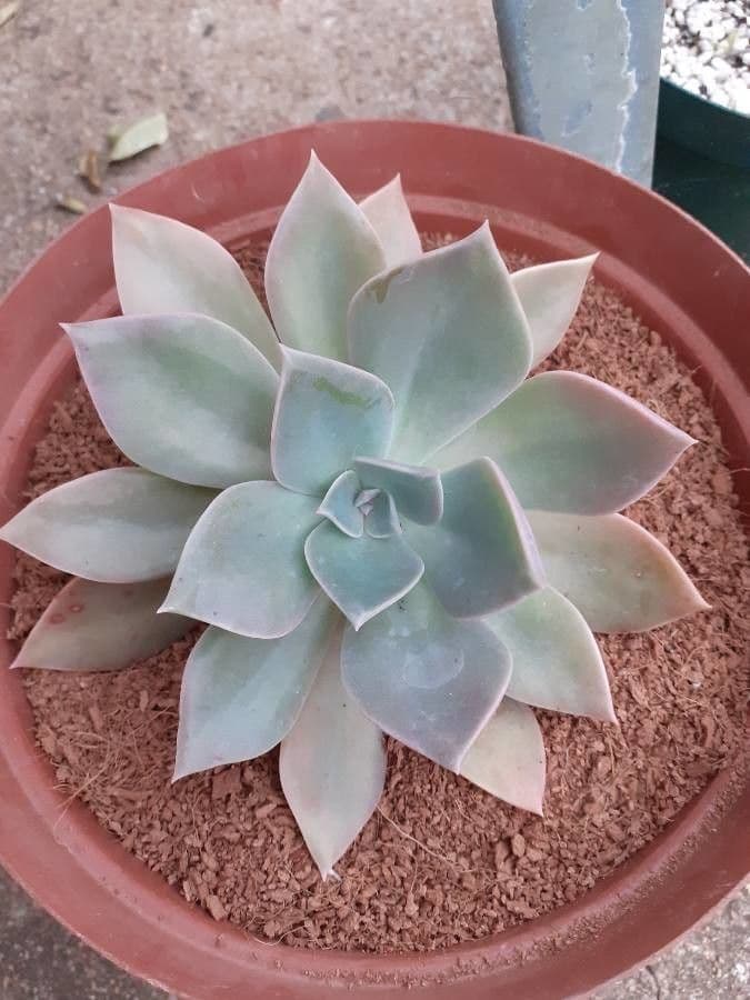 Pianta fantasma 3
