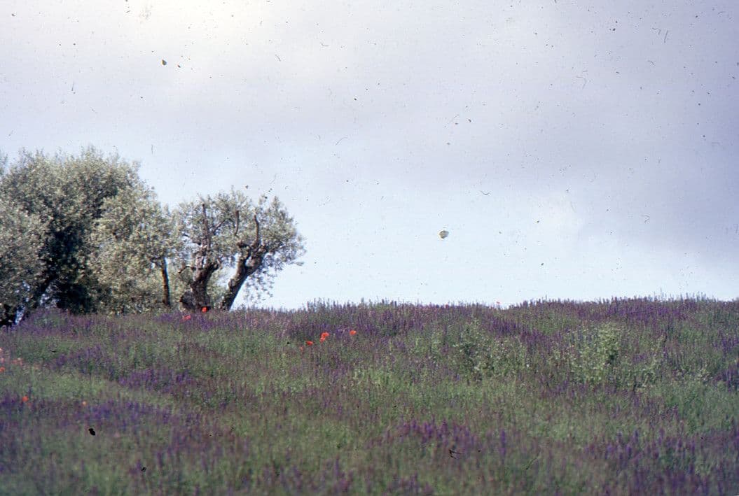 Issopo 13
