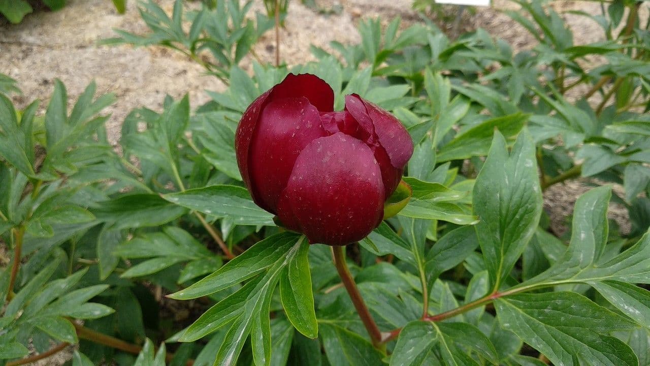 Piwonia czerwonawa 3