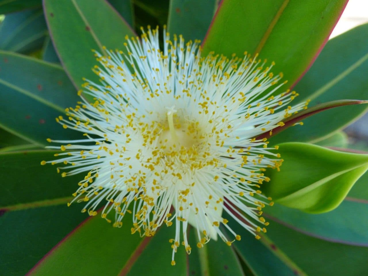 Foetidia 7