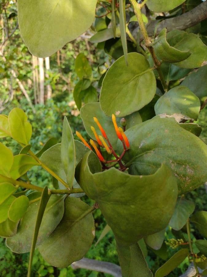 Psittacanthus rhynchanthus 5