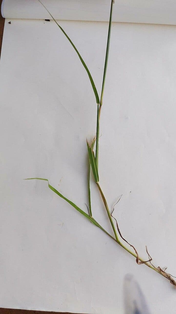 Elymus glaucus 11