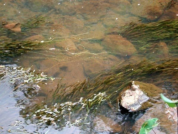 Valisneria americká