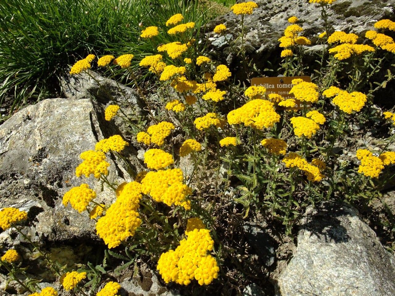 Achillea 2