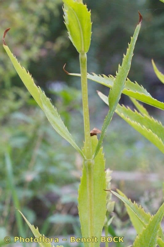 Physostegia virginiana 22