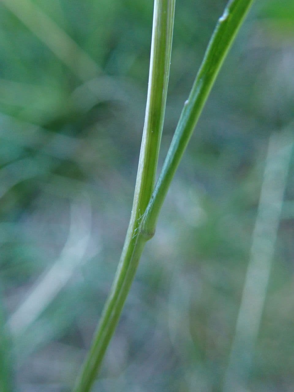 Raponzolo emisferico 20