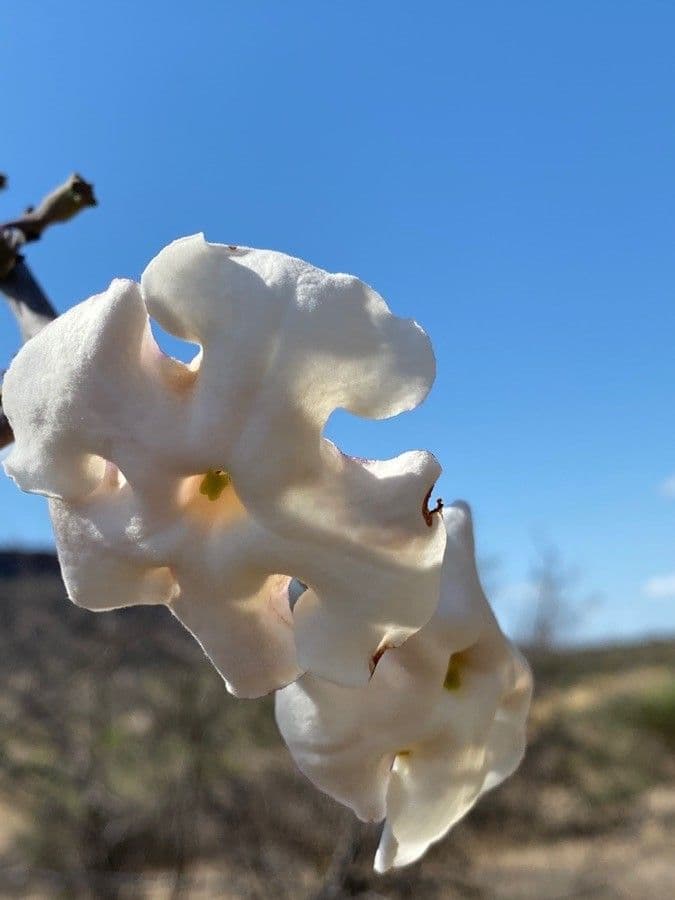 Sesamothamnus 8