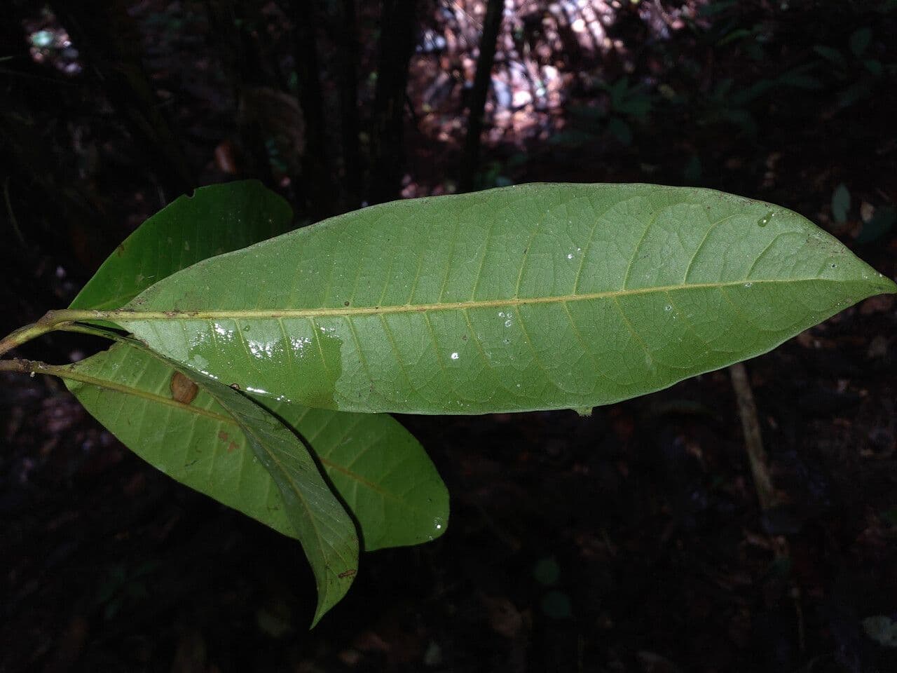 Pouteria 5