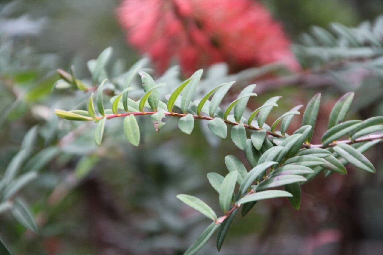 Teebaum 14