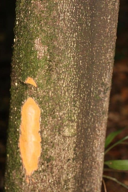 Cassipourea 16