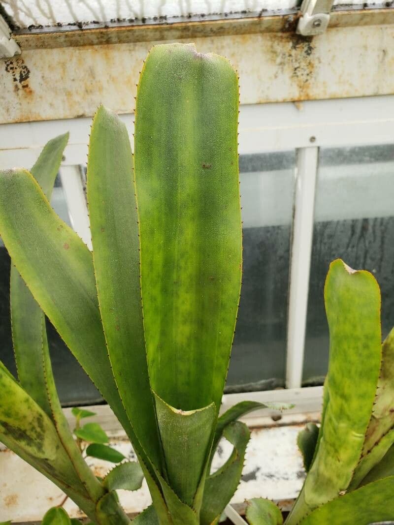 Aechmea nudicaulis 17