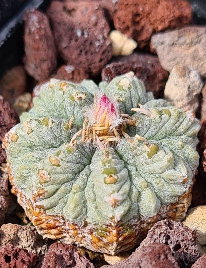 Aztekium ritteri 2