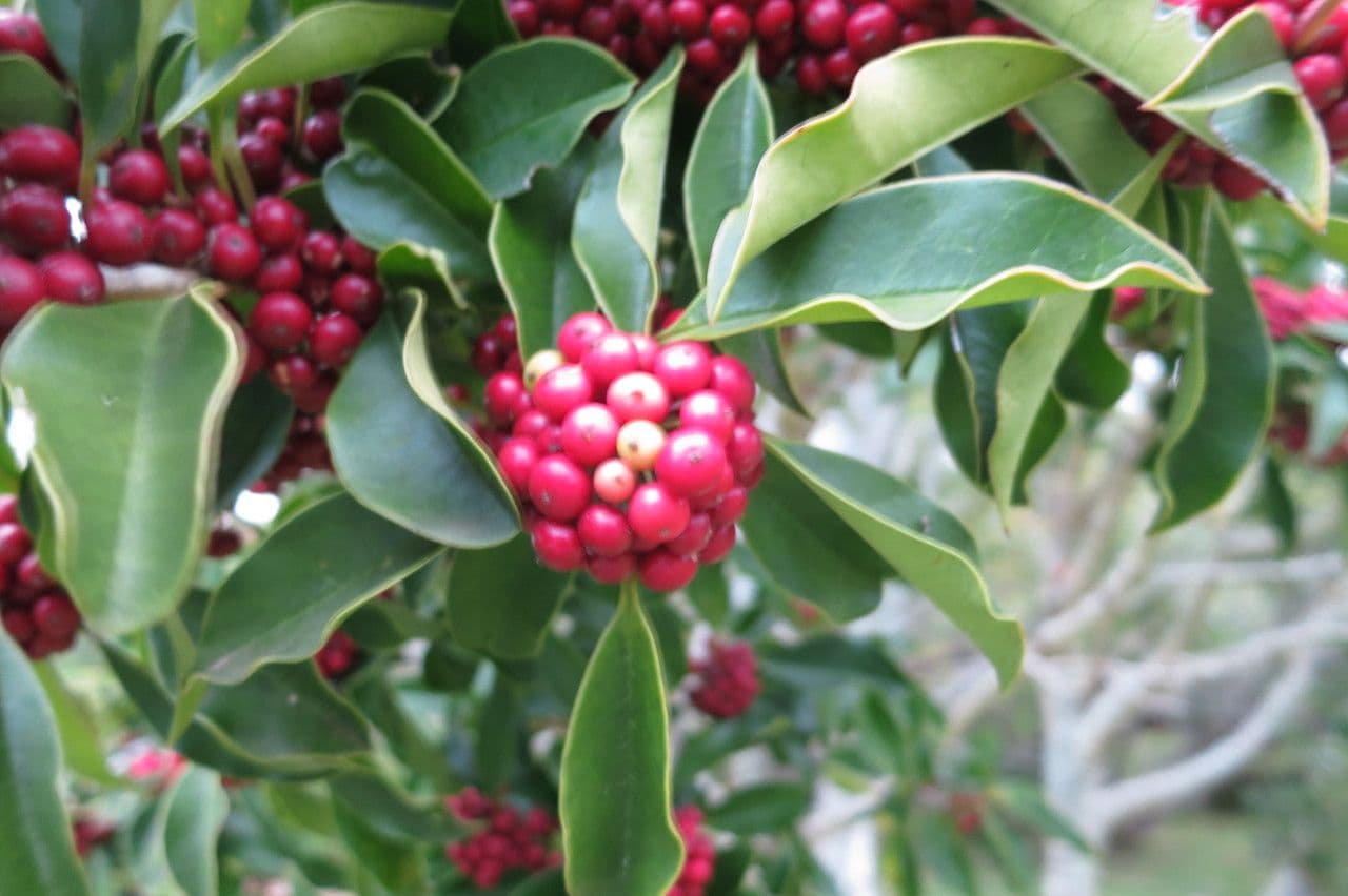 Ilex mitis 3