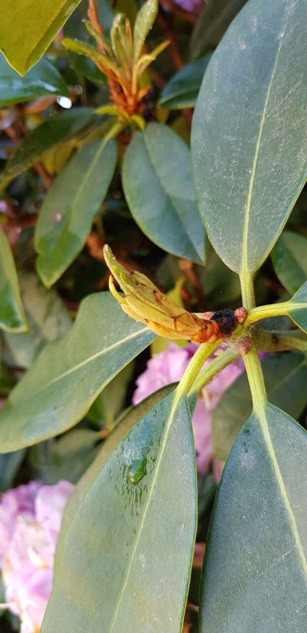 Rododendro massimo 27