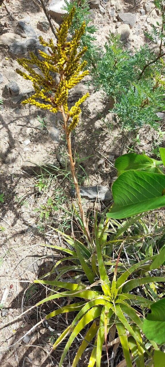 Deuterocohnia 7