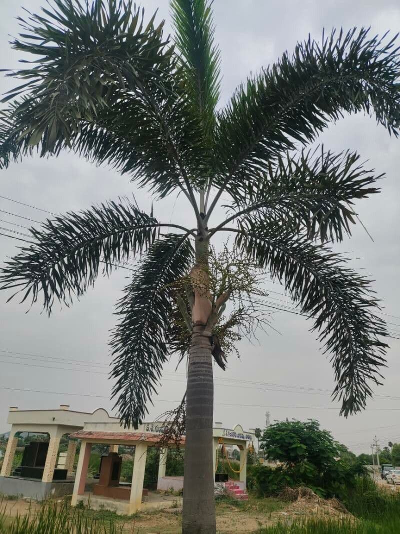 Fuchsschwanzpalme 10
