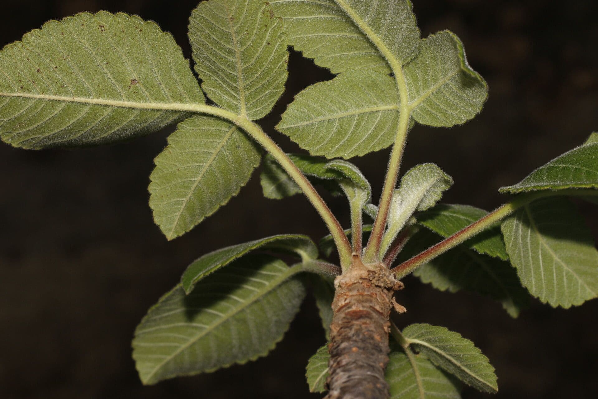 Amphipterygium 2