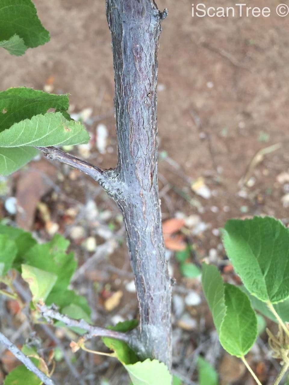 Grewia 18