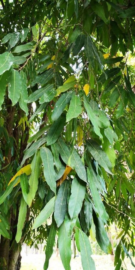 Hydnocarpus 6