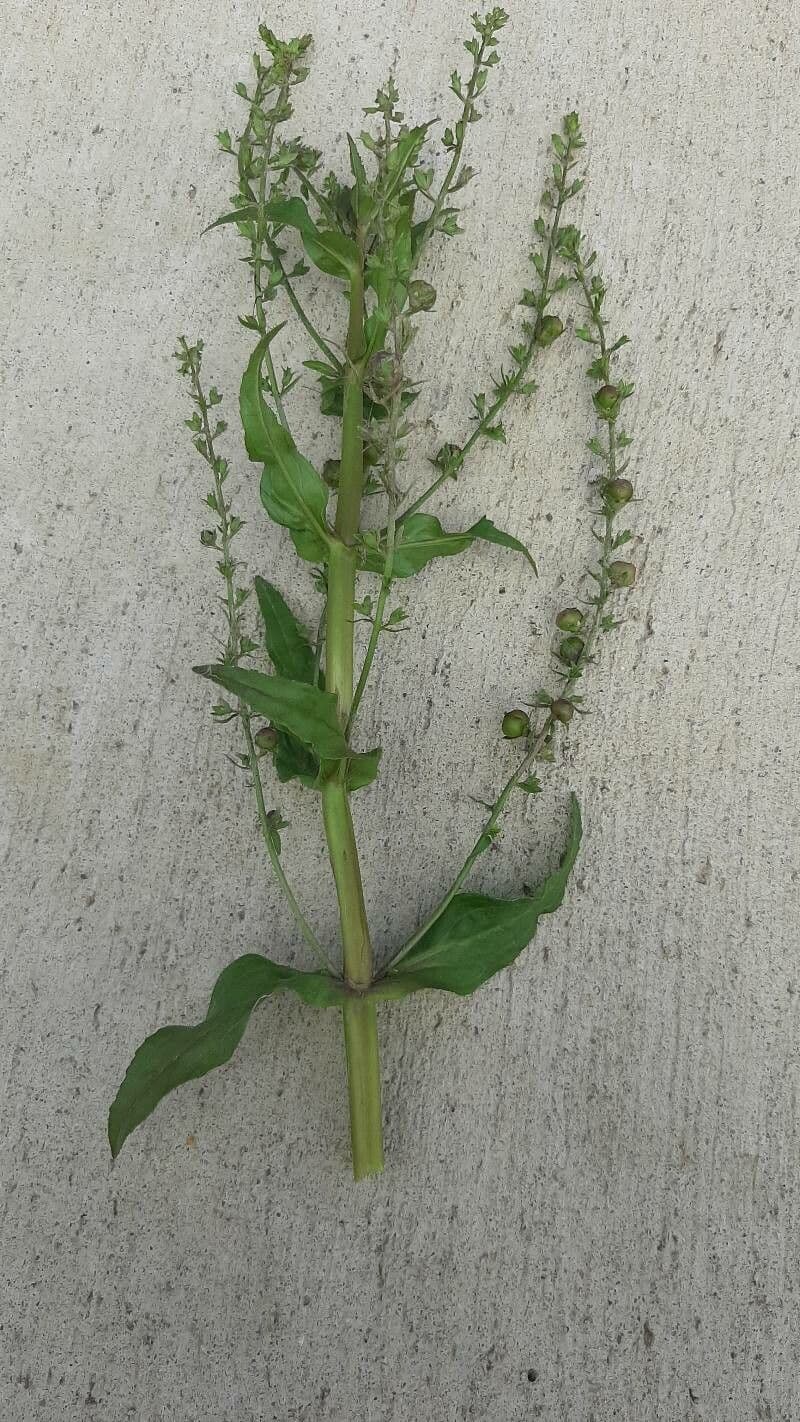 Veronica acquatica 11