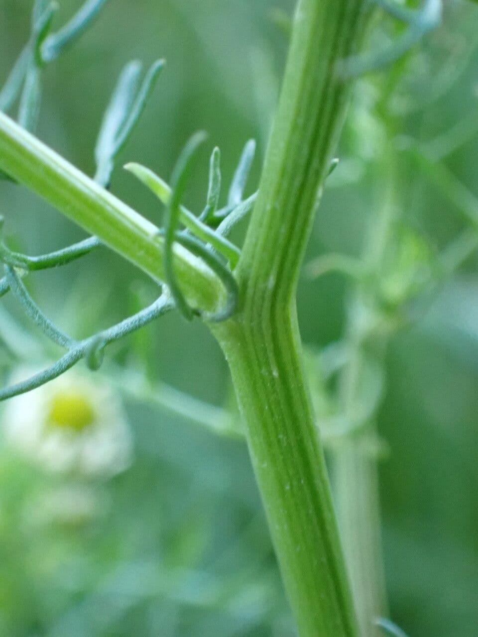 Camomilla comune 27