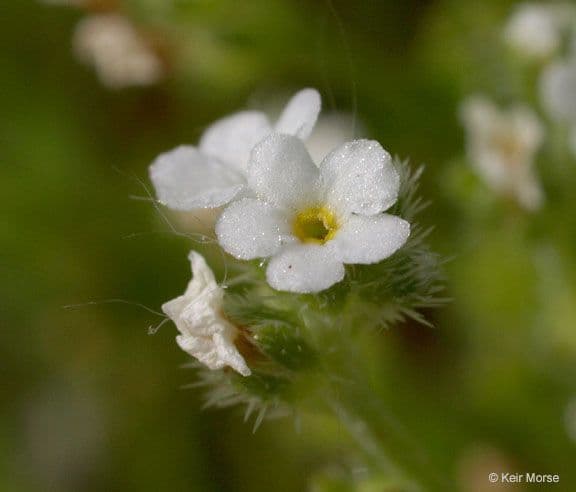Plagiobothrys bratteato 3