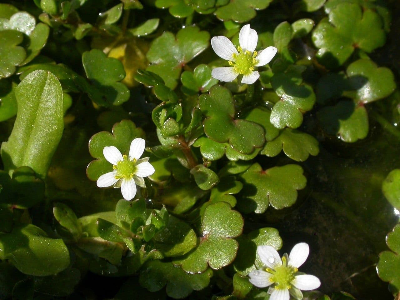 Ranunculus omiophyllus 9
