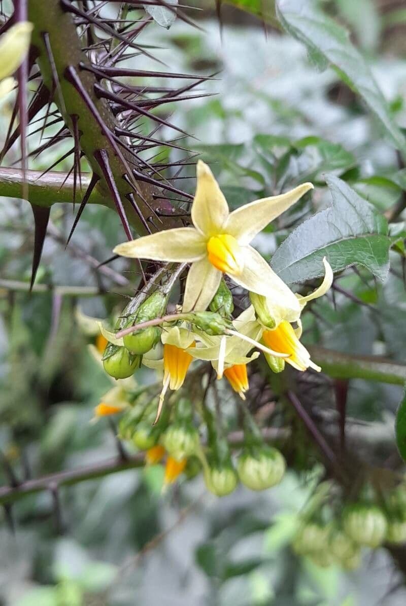 Solano viola 2