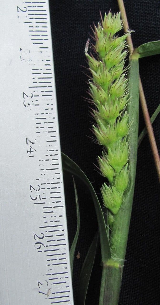 Igel-Hirse 23