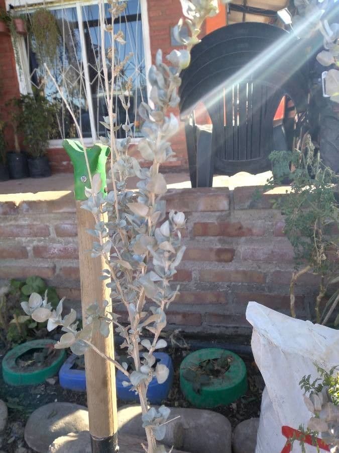 Fibigia clypeata 16