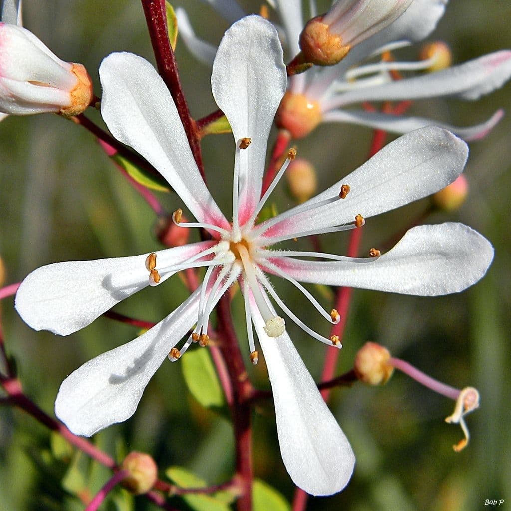 Teerblume