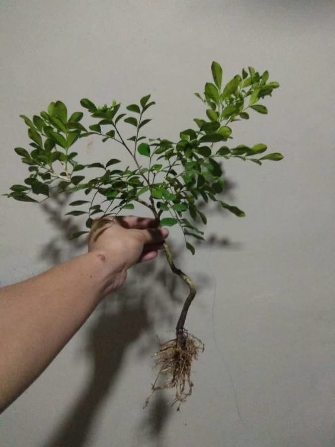 Murraya 19