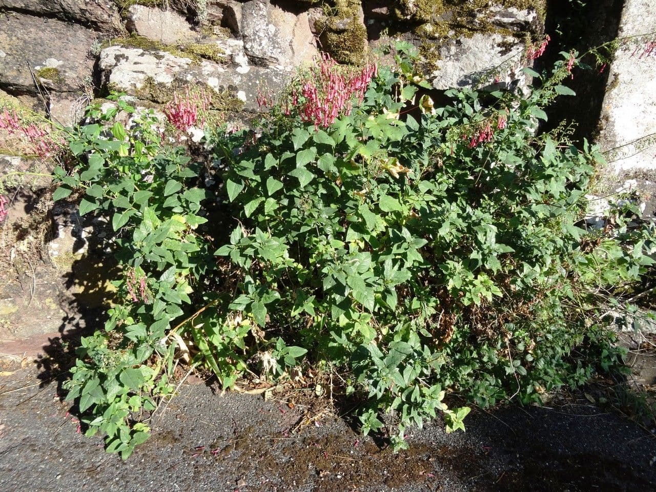 Phygelius 6